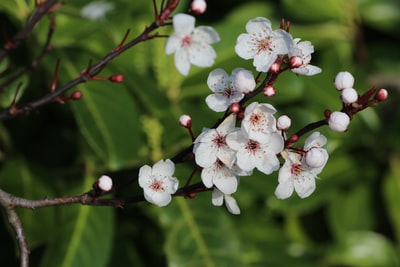 白花浅焦摄影